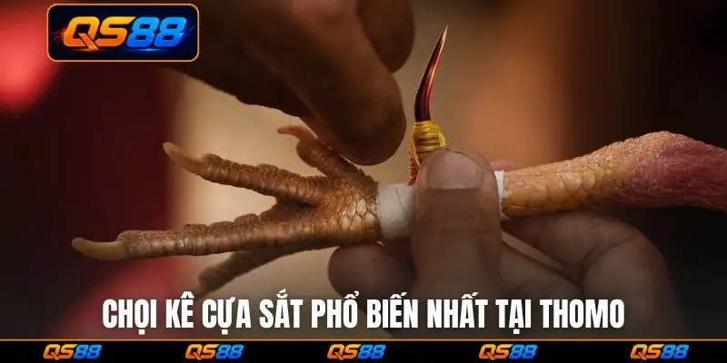 Chọi kê cựa sắt phổ biến nhất tại Thomo