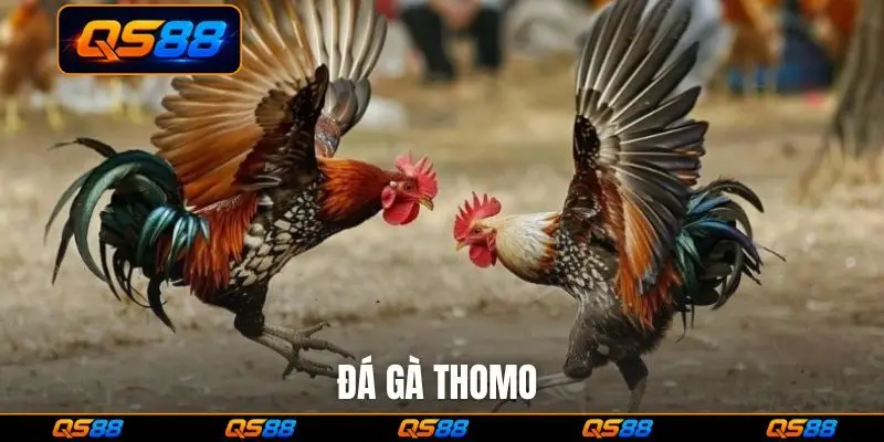 Đá gà Thomo