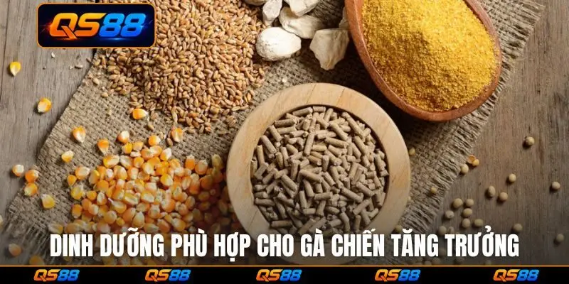 Dinh dưỡng phù hợp cho gà chiến tăng trưởng