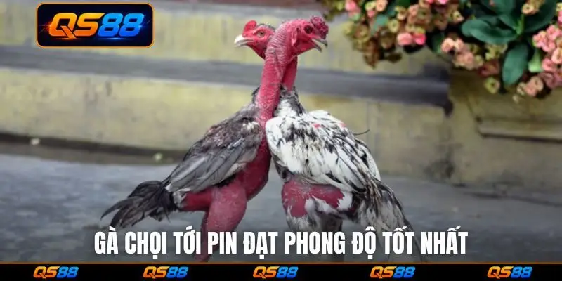 Gà chọi tới pin đạt phong độ tốt nhất