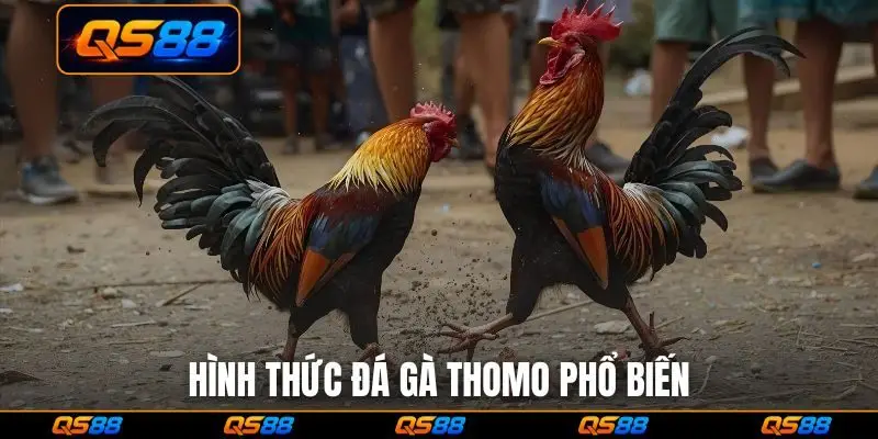 Hình thức đá gà Thomo phổ biến