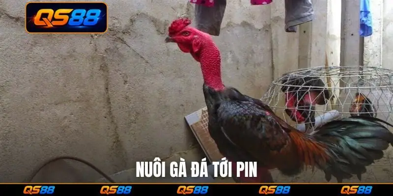 nuôi gà đá tới pin