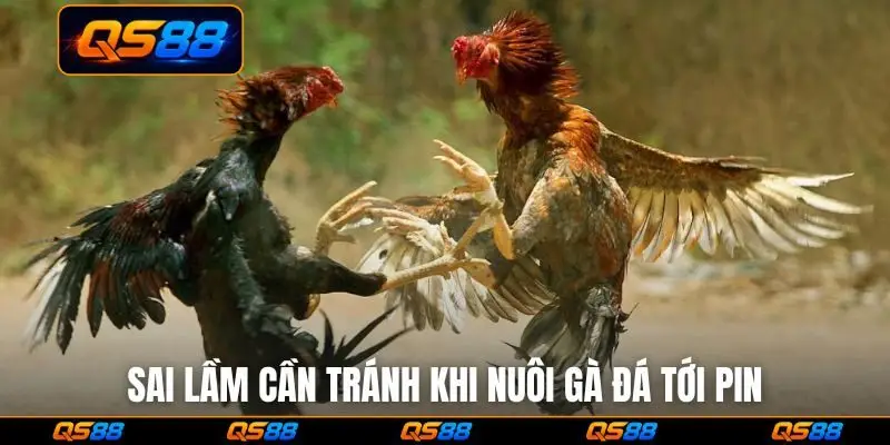 Sai lầm cần tránh khi nuôi gà đá tới pin
